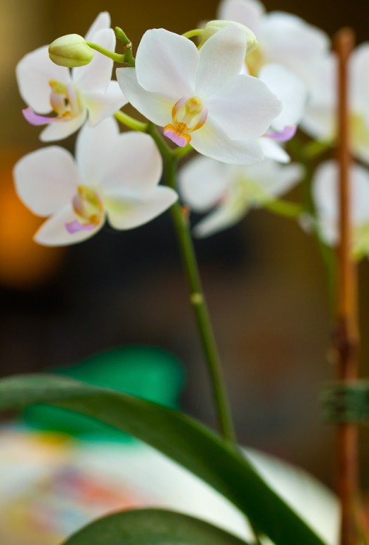 orchid-2