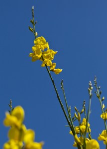 yellow-flower