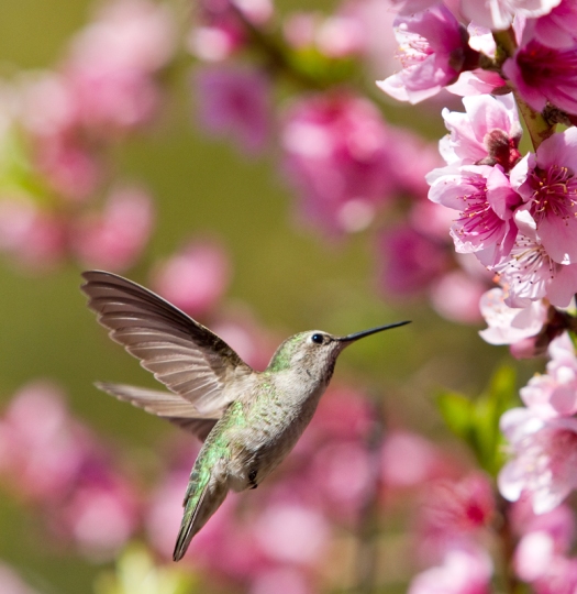 Hummingbird feasting on nectar from a Nectarine tree
