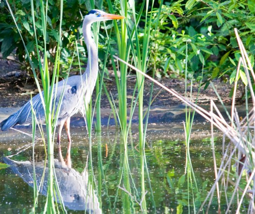 Great Blue Heron