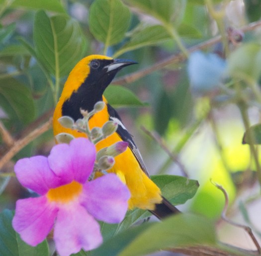 Hooded Oriole