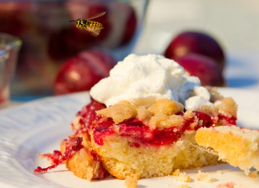A yellow jacket over a plum cake