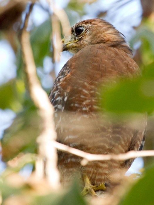 Cooper's Hawk