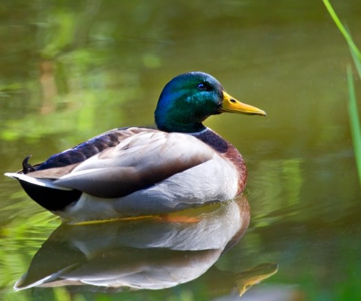 Mallard on a pond