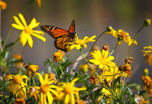 Monarch butterfly