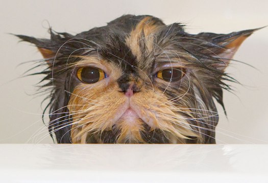 Cat in a bathtub